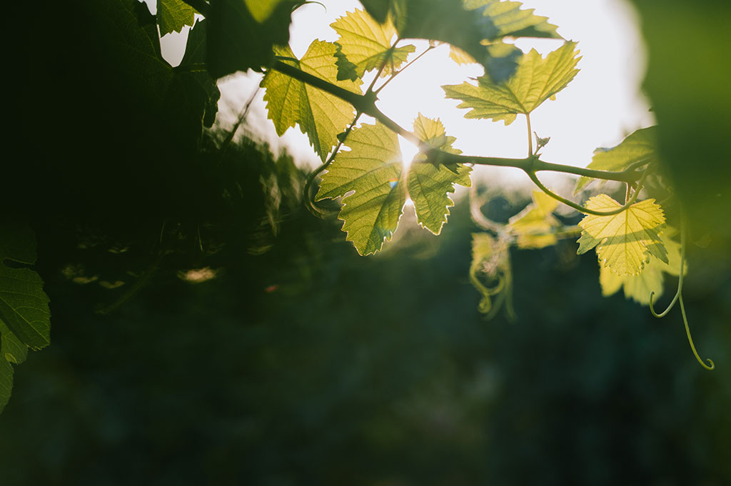 Arvad Vineyard na hora dourada, com a pérgula visível sobre as filas da vinha.